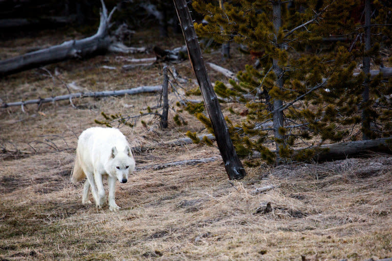 White wolf tracks a scent in Yellowstone National Park. (Photo: Yellowstone National Park)