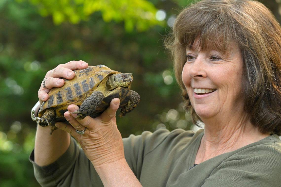 Missing for nine months and 15 days, Fredericka, a Russian tortoise named after Fred Flintstone, was found by a seven-year-boy and returned to owner Jan Langton of Lenexa. Tammy Ljungblad/tljungblad@kcstar.com