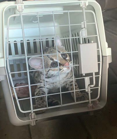 <p>Southern District of Texas Attorney's Office</p> The margay cub federal authorities took possession of.