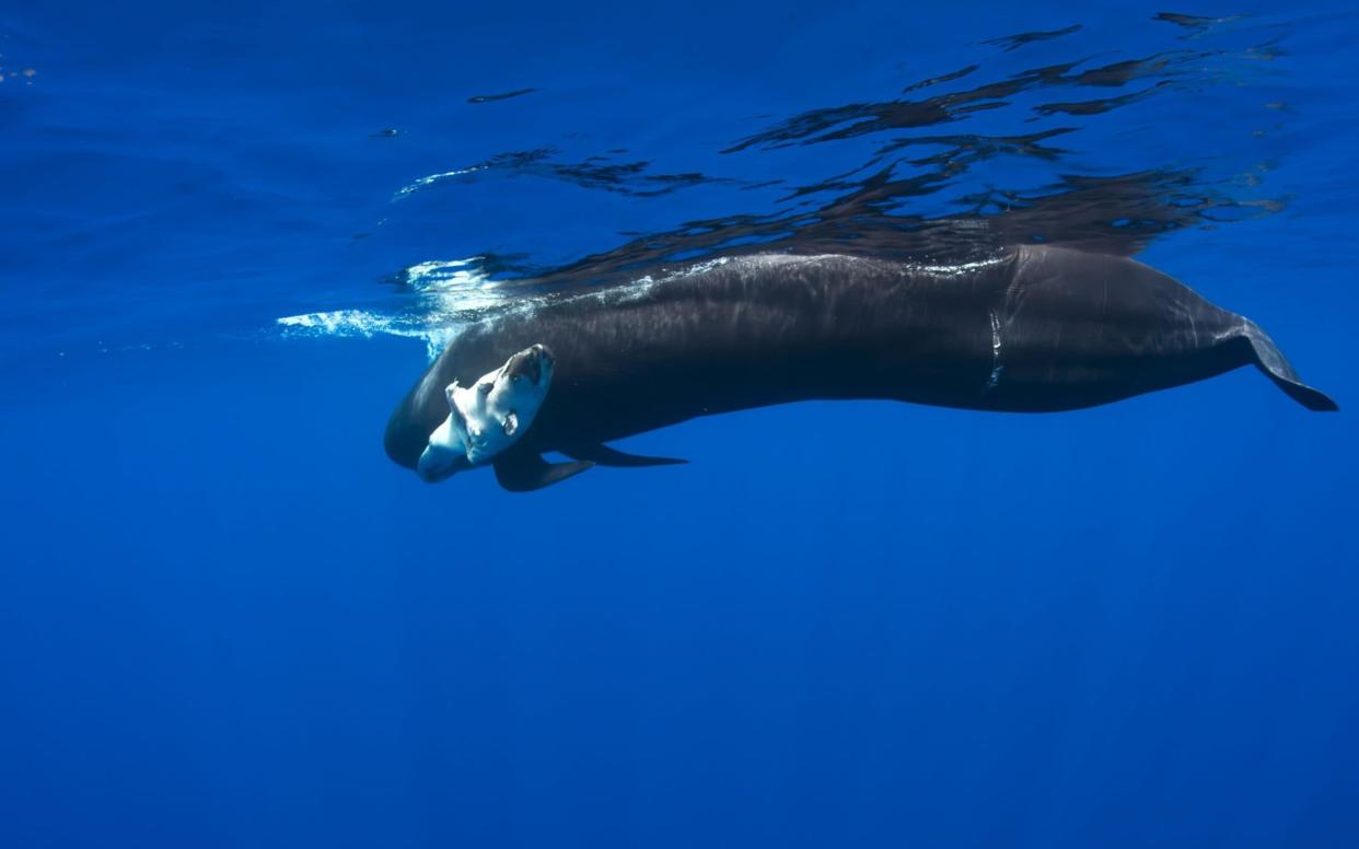A mother short-finned pilot whale carries her dead calf, suspected of dying due to toxic levels of plastic-related pollutants - WARNING: Use of this copyright image is subject to the terms of use of BBC Pictures' Digital Picture