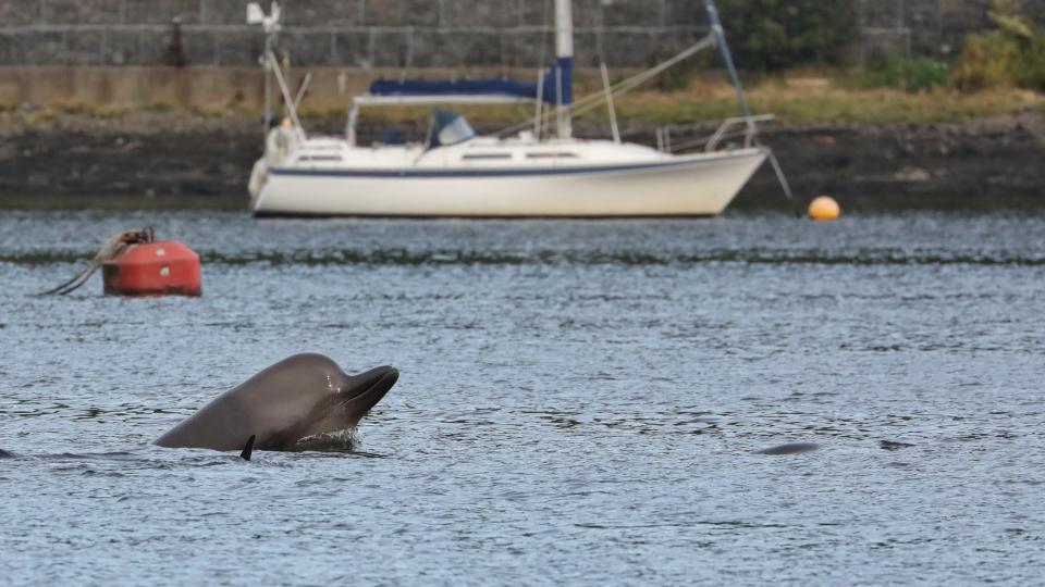 Northern Bottlenosed whale 2