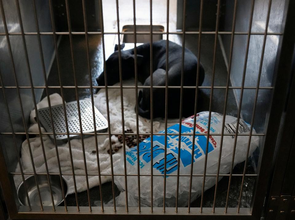 Columbus, Ohio, United States; The Franklin County Dog Shelter & Adoption Center lost power and had no air conditioning on Tuesday afternoon. Responding to a social media post, people arrived by the dozens with ice, fans, water, coolers and more to keep the dogs as comfortable as possible. Mandatory Credit: Barbara J. Perenic/Columbus Dispatch