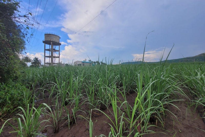 Ethanol, a biofuel, is a cleaner alternative to fossil fuels, and it is derived from sugar and starch-rich agricultural byproducts. It helps provide additional use for these products and boosts farmer incomes. 