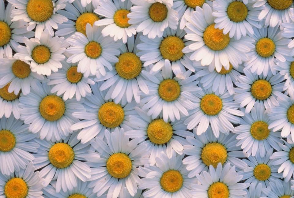 shasta daisies, small white perennial flowers