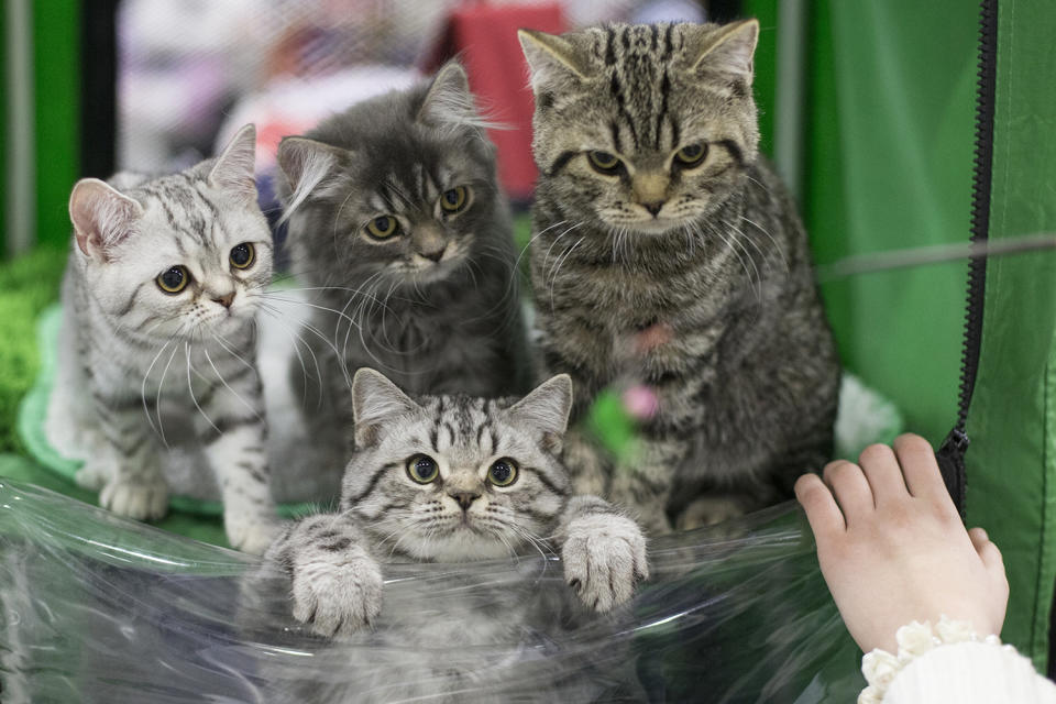 Cat show in Russia