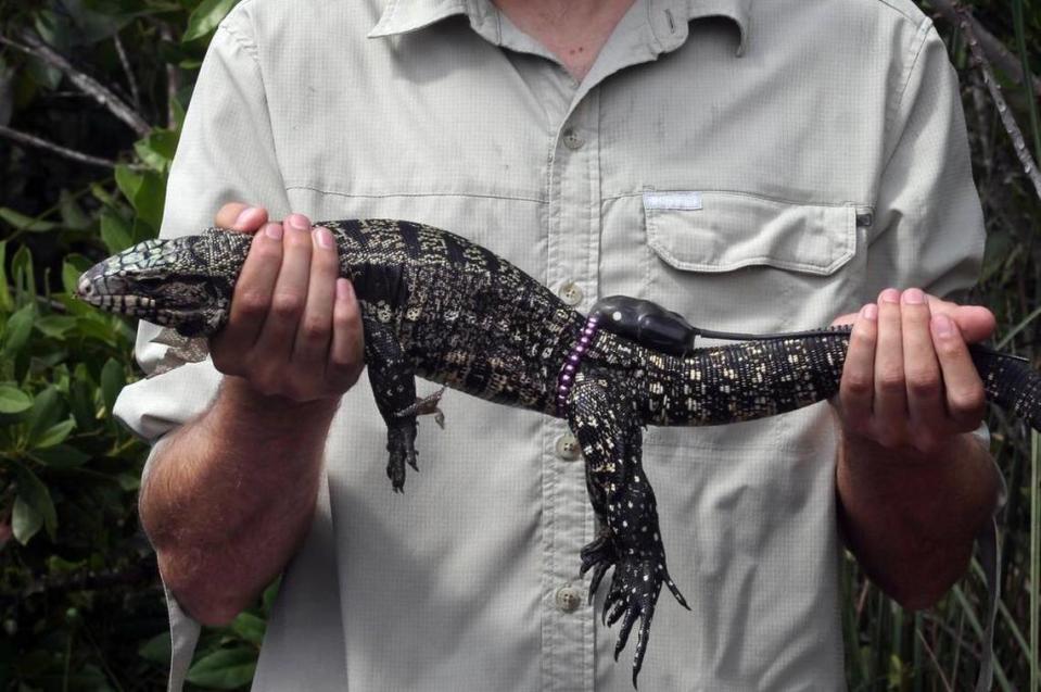 University of Florida wildlife biologist Kyle Allen holds an Argentine tegu that he outfitted with a tracker and purple beads to allow researchers to follow the invasive lizard’s movements in southern Miami-Dade County.