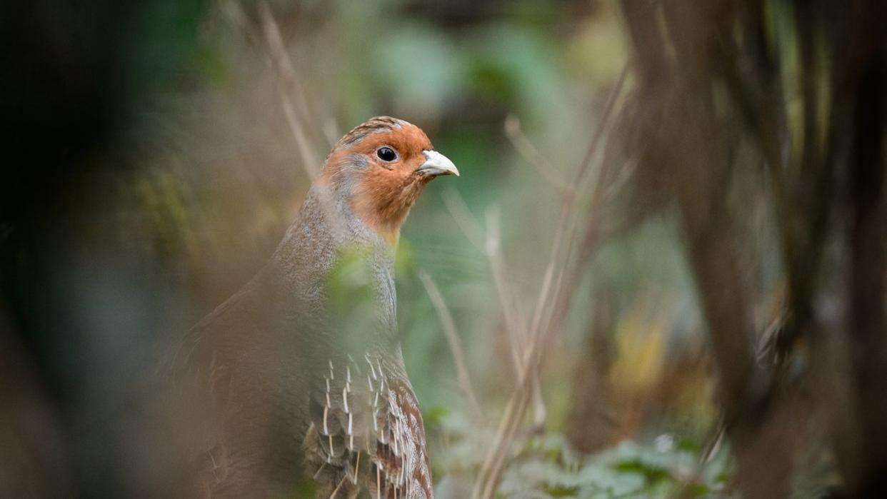 Rebhühner sind etwa so groß wie Tauben und haben ein grau-braunes Gefieder. Foto: Sina Schuldt