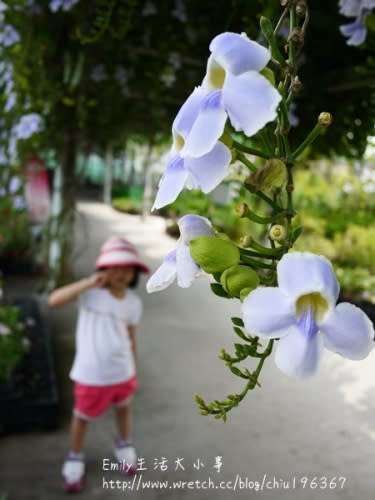 中社觀光花市～原來我是這麼愛向日葵！