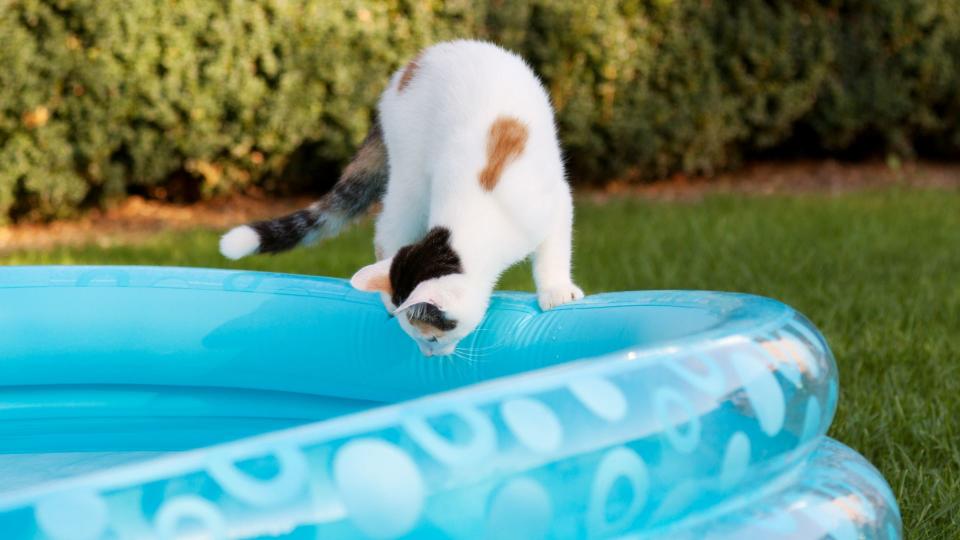 American shorthair leaning over pool