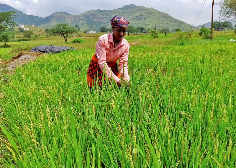 FILE PHOTO: A woman harvests ripened rice in a paddy field at Karunj village
