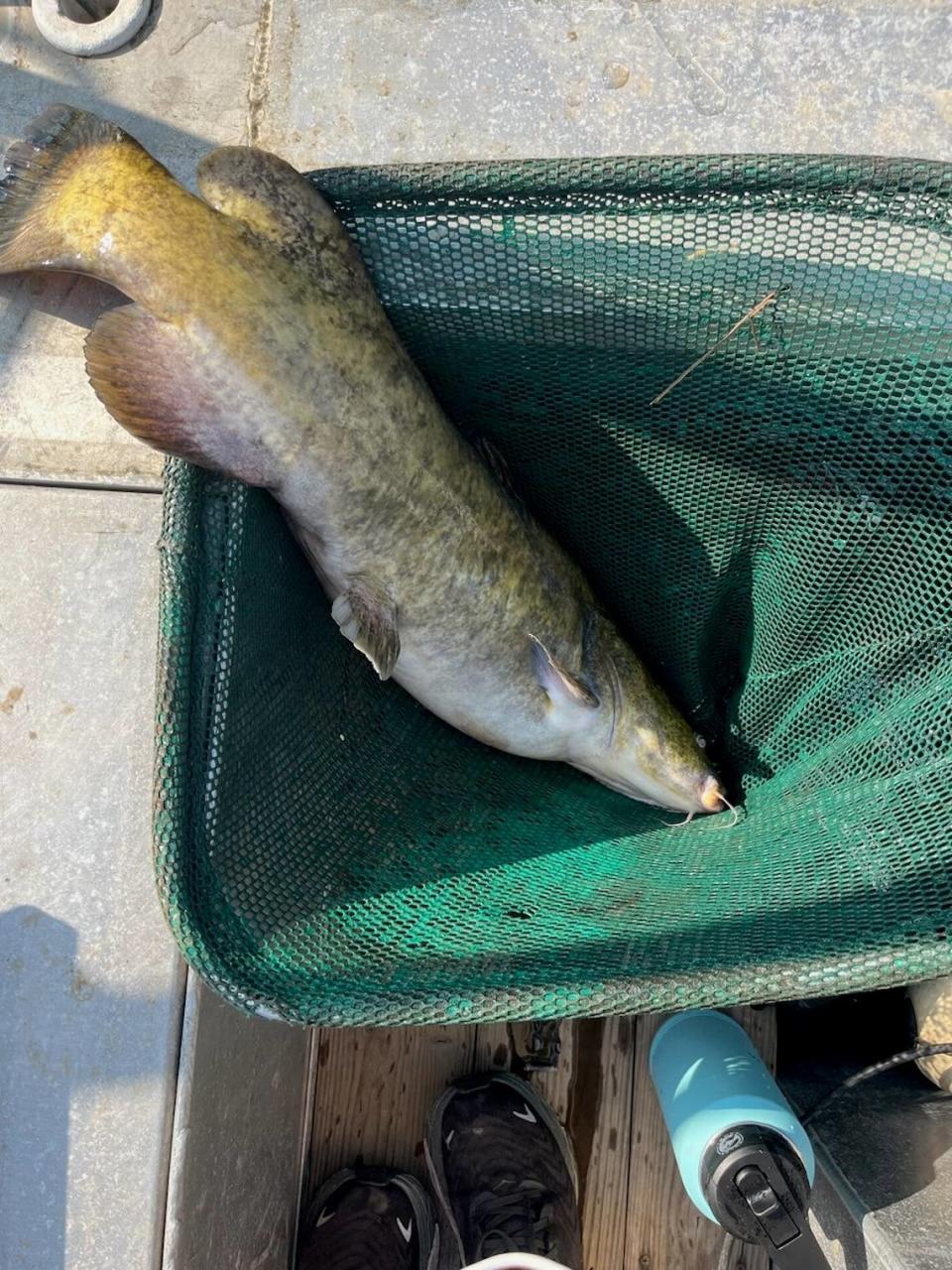 About 20 flathead catfish have been caught in the Ogeechee River as of Monday, Sept. 25, Georgia Department of Natural Resources Wildlife Resources Division biologist Joel Fleming told McClatchy News.