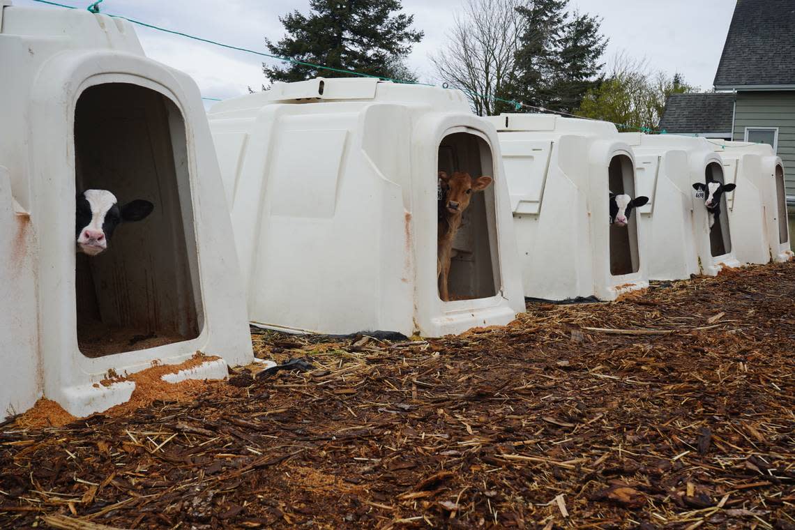 Calves are seen at Ferndale Farmstead on March 28, 2024, in Ferndale, Wash. The farm’s cheese comes from cows that have been raised on the farm since birth. These calves will eventually grow to produce milk.