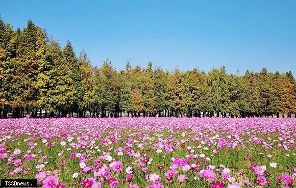 寒流來襲六甲落羽松變色，周邊花海盛開美景似畫，是新年元旦踏青好去處。（記者李嘉祥攝）