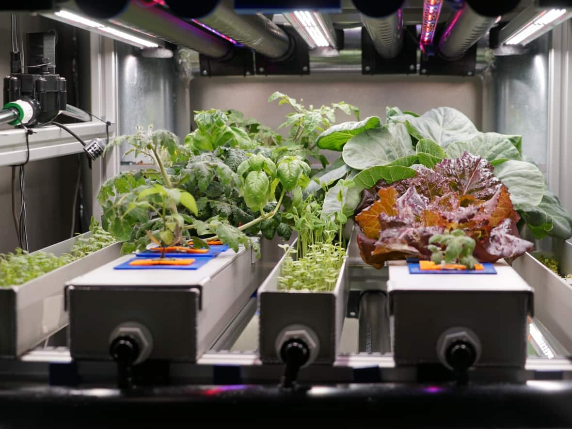 This hydroponic-like growth chamber designed by researchers in Guelph, Ont., is one of multiple ideas in the running for the Deep Space Food challenge. Though the finalists have not yet been announced, the technology chosen by the Canadian Space Agency might also be used in Nunatsiavut. (Carmen Groleau/CBC - image credit)