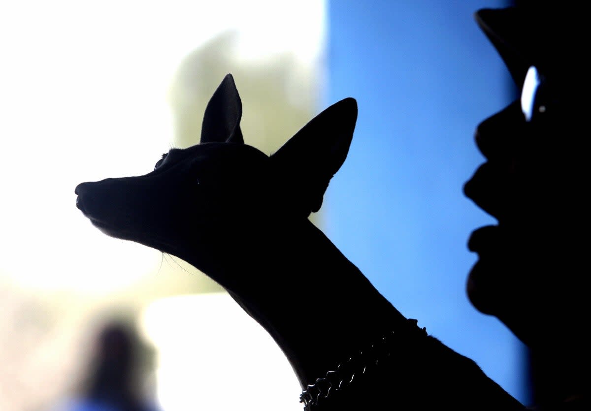 An Italian greyhound, the breed of a dog which caught monkeypox from its owners (AFP via Getty Images)