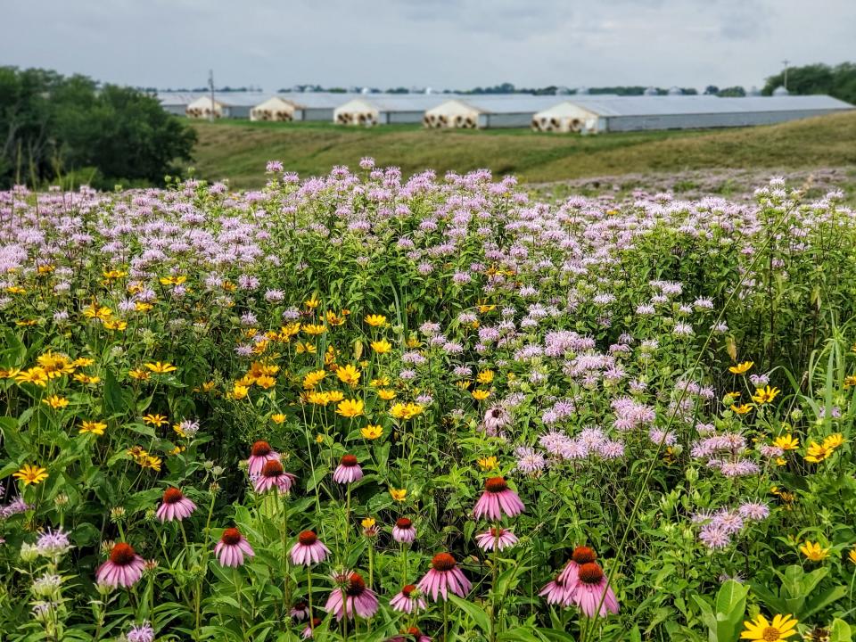 Roeslein Alternative Energy planted prairie next to Smithfield Foods swine operations in Missouri. The St. Louis company plans to test using prairie, along with manure, in digesters in Iowa to make renewable natural gas.