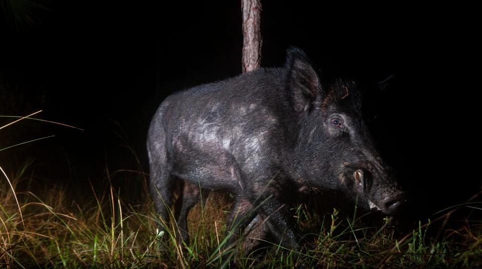 A wild hog uses a tree as a scratching post as it trips a motion sensor camera set up in Florida's Corkscrew Regional Ecosystem Watershed in January of 2022. There is growing concern that America's wild hog problem could be exacerbated in northern states as a breed of Canadian 'super pig' migrates south.