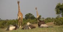 What it’s like to walk through Kenya’s Maasai Mara with lions for company