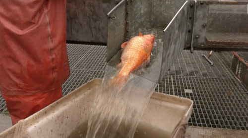 Victoria: Cootes Paradise Fishway cleans up Hamilton Harbour from invasive fish 