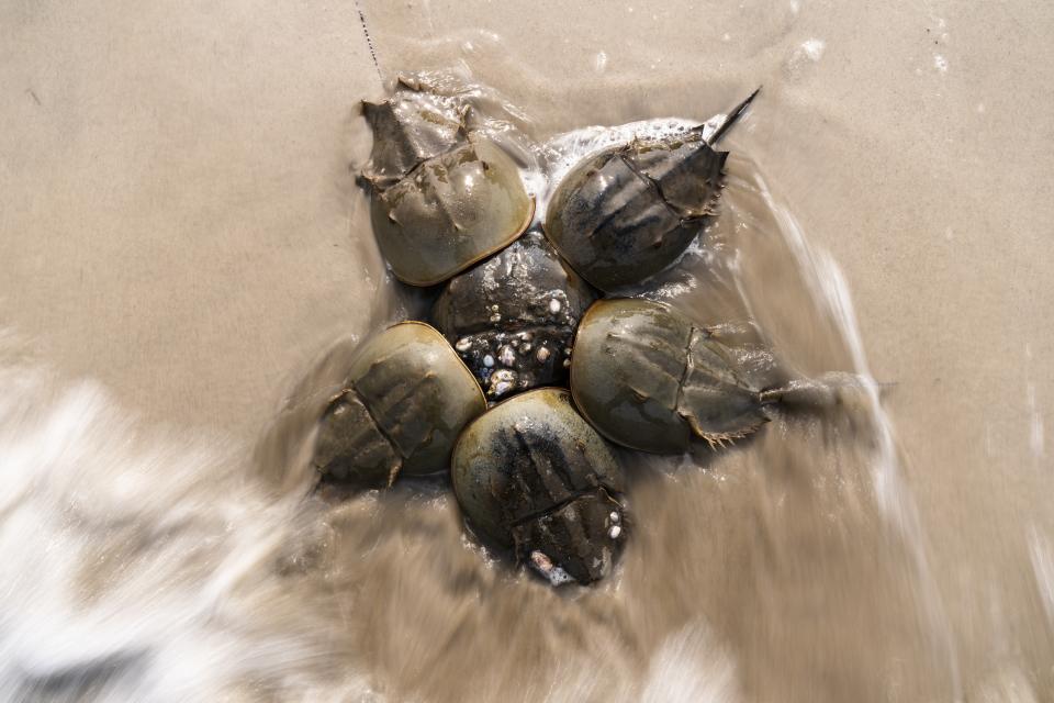 Horseshoe Crabs spawn during at Pickering Beach in Dover, Del., Sunday, June 11, 2023. The biomedical industry is adopting new standards to protect a primordial sea animal that is a linchpin of the production of vital medicines. (AP Photo/Matt Rourke)