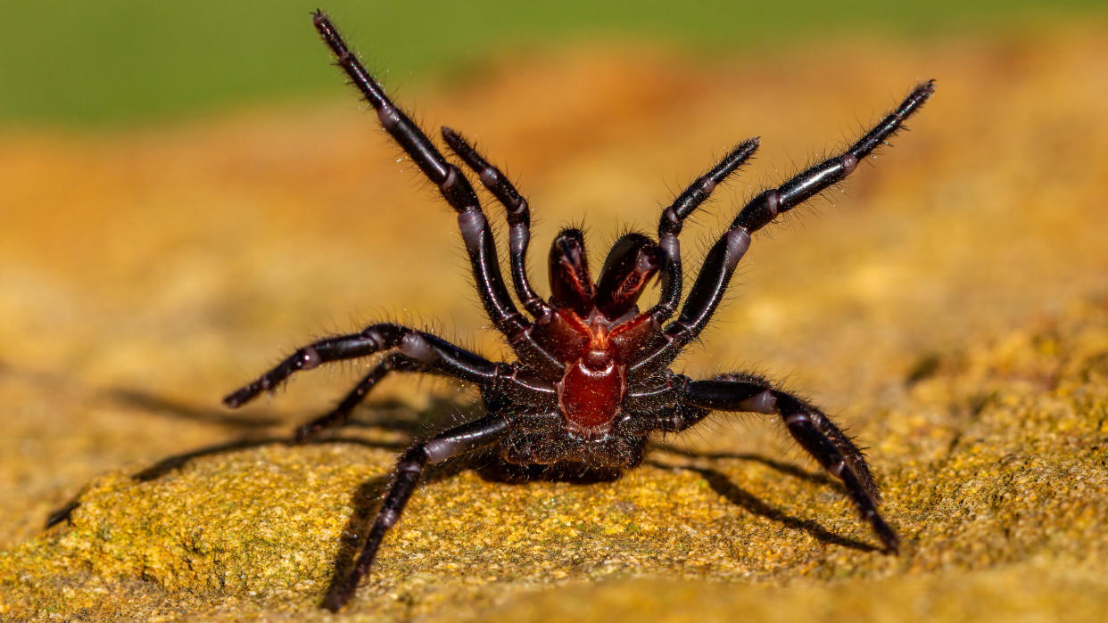  We see a black funnel web spider with a red mark on its underside. It's on the brown dirt and its four front legs are raised, showing its fangs. 