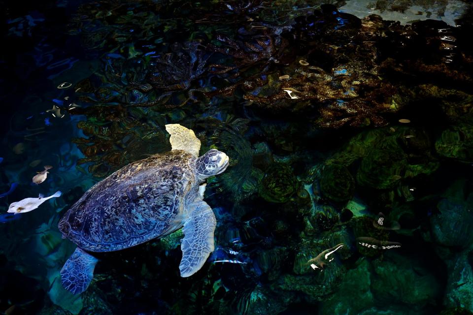 a turtle swimming in an aquarium tank