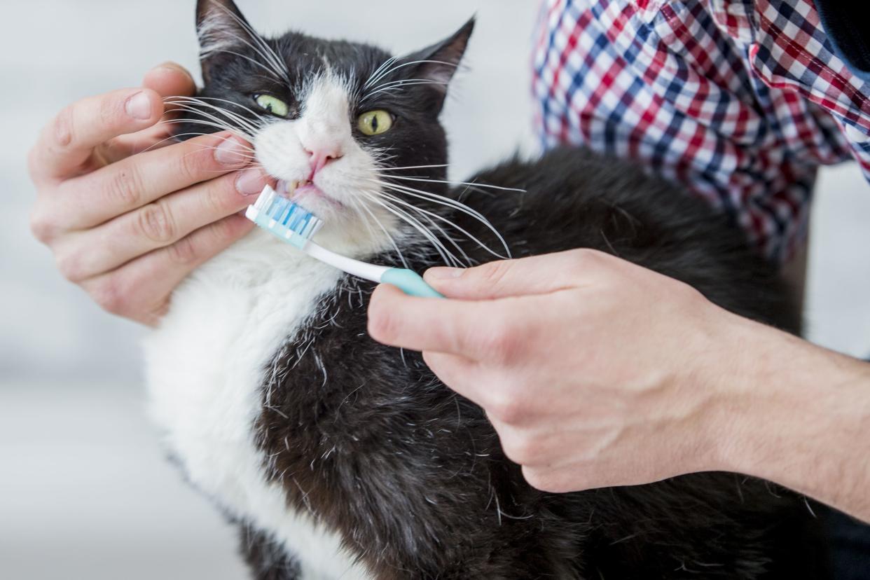 A black and white cat is showing the importance of animal dental health. In this frame an unrecognizable person is brushing the teeth of the cat.