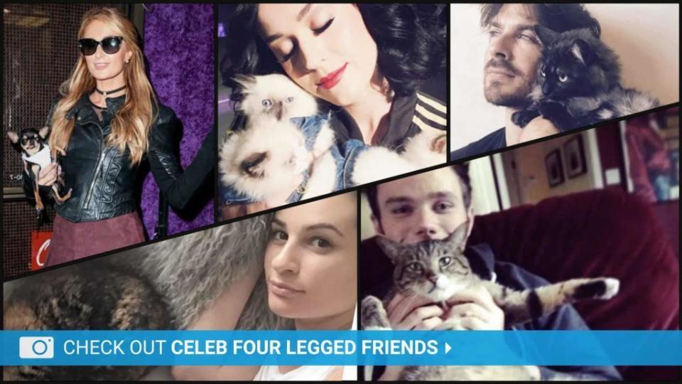 <p>Sarah Michelle Gellar is pulling on all the heartstrings with a tearful message saying goodbye to her dog, Bella. The actress announced the death of her Bernese Mountain Dog on Tuesday with several adorable photos of the duo. “I know that time on this earth is a gift, but sometimes those gifts leave us too […]</p> <p>The post <a rel="nofollow noopener" href="https://theblast.com/sarah-michelle-gellar-dog-dies/" target="_blank" data-ylk="slk:Sarah Michelle Gellar Says Goodbye to Beloved Bernese Bella With Tear-Jerking Message;elm:context_link;itc:0;sec:content-canvas" class="link ">Sarah Michelle Gellar Says Goodbye to Beloved Bernese Bella With Tear-Jerking Message</a> appeared first on <a rel="nofollow noopener" href="https://theblast.com" target="_blank" data-ylk="slk:The Blast;elm:context_link;itc:0;sec:content-canvas" class="link ">The Blast</a>.</p>
