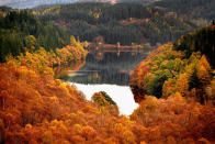 <p>After an unusually warm October and a mild autumn so far, trees in many parts of Scotland are starting to display their full autumn colours. (Jeff J Mitchell/Getty Images) </p>