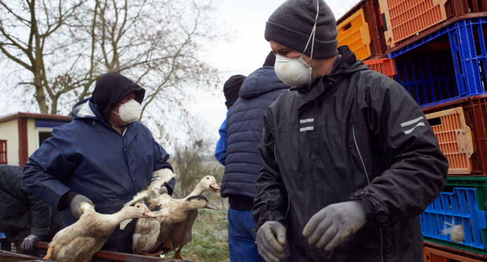 In France, a group of men are seen catching ducks and putting them in cages amid concerns over the H5N8 virus.
