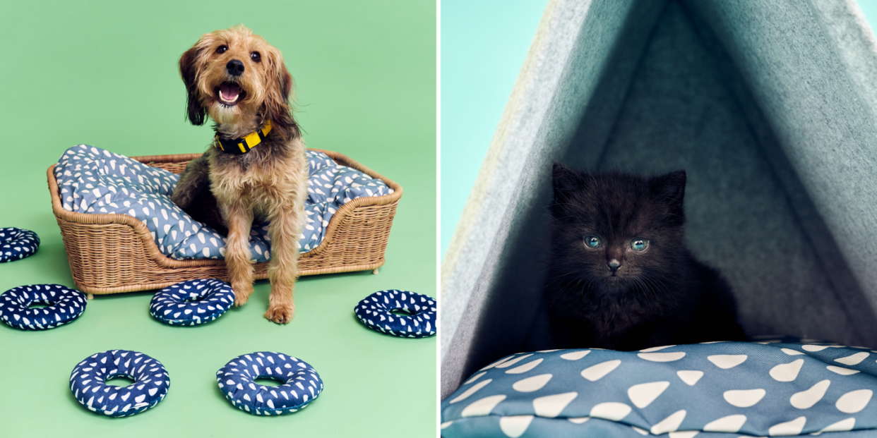 a dog and a cat sitting on a bed