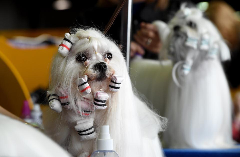 A Maltese sits in the benching area during Day One of competition at the Westminster Kennel Club 141st Annual Dog Show in New York on February 13, 2017.&nbsp;