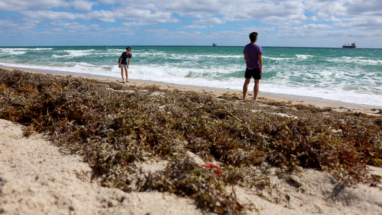 Two people stand on beach between lapping wave and a huge pile of seaweed.