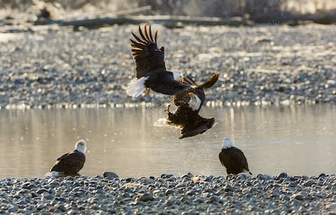 Chilkat Bald Eagle Preserve - Credit: Getty