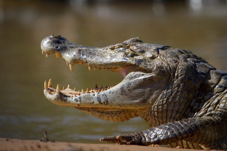 Black caiman are the largest crocodilians living in South America (Credit: Emma Napper )