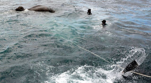 The naval vessel uses rope to try to reel the elephant in. Source: AAP