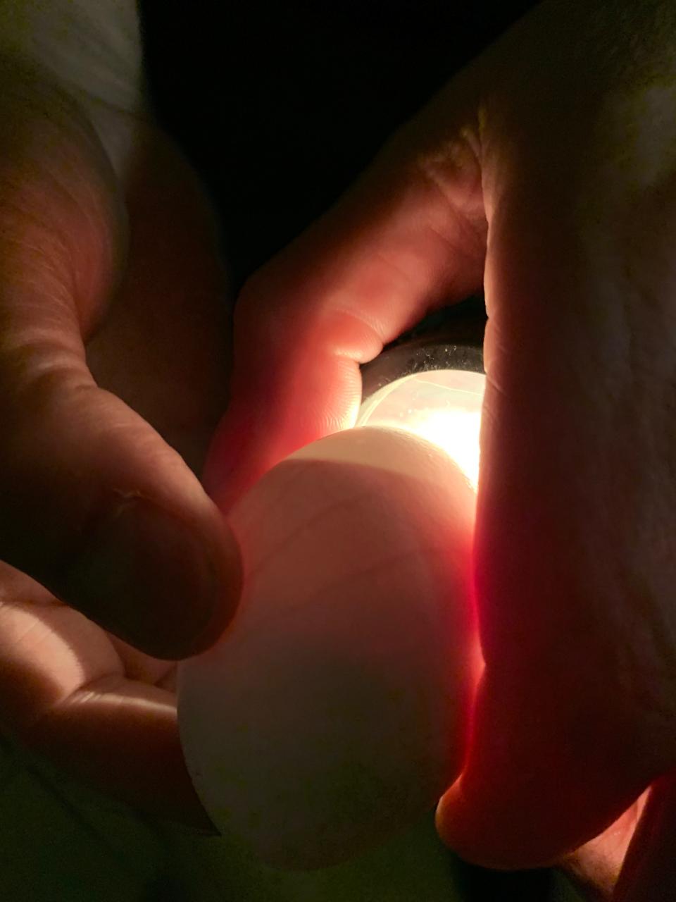 Dr. Peter Palese shows an egg that will be used to help develop a COVID-19 vaccine.