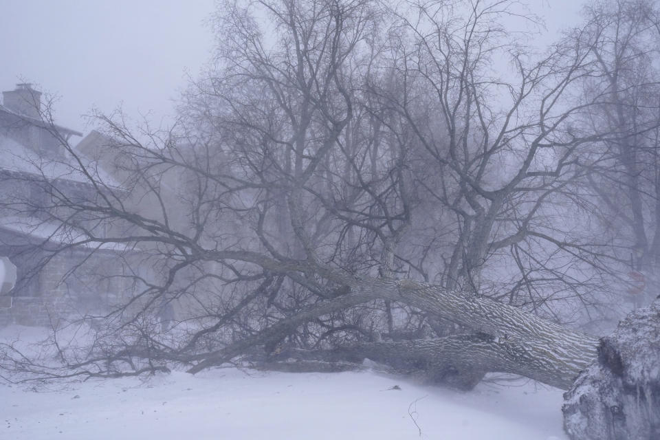 A giant tree lays across the intersection of West Delavan Avenue and Bidwell Parkway in Buffalo, N.Y. on Saturday, Dec. 24, 2022. (Derek Gee/The Buffalo News via AP)