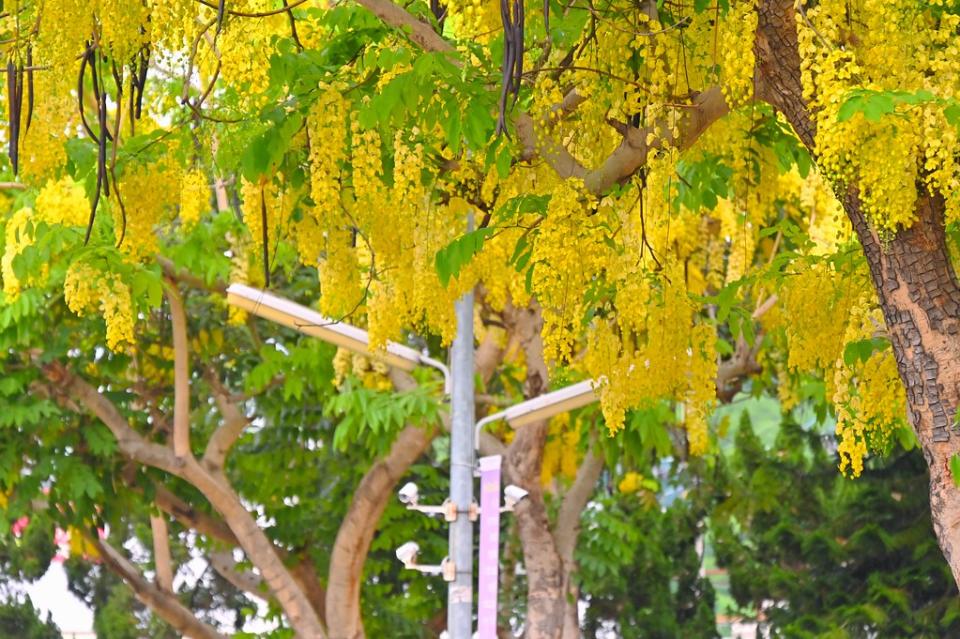 台中霧峰│亞洲大學阿勃勒黃金步道