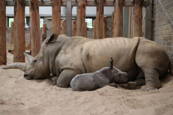 Baby White Rhino at Blair Drummond Safari Park