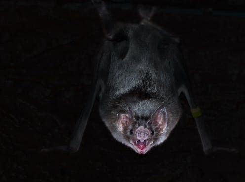 <span class="caption">Vampire bats, a commonly deltavirus-infected host, feed on the blood of other mammals.</span> <span class="attribution"><a class="link " href="https://www.shutterstock.com/image-photo/common-vampire-bat-desmodus-rotundus-hanging-376769797" rel="nofollow noopener" target="_blank" data-ylk="slk:Belizar/Shutterstock;elm:context_link;itc:0;sec:content-canvas">Belizar/Shutterstock</a></span>