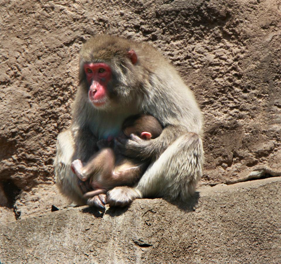 Negai snuggles with her newborn son at the Milwaukee County Zoo on June 20, 2019. The male macaque monkey is the first healthy snow monkey born at the Zoo in 26 years. The mother and son live on a "Monkey Island" at the Milwaukee County Zoo, according to a 2019 Journal Sentinel article.
