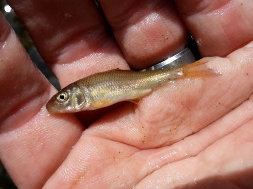 A redhorse sucker found in an area of land that will become part of the Black River Nature Preserve in the Lodi area.