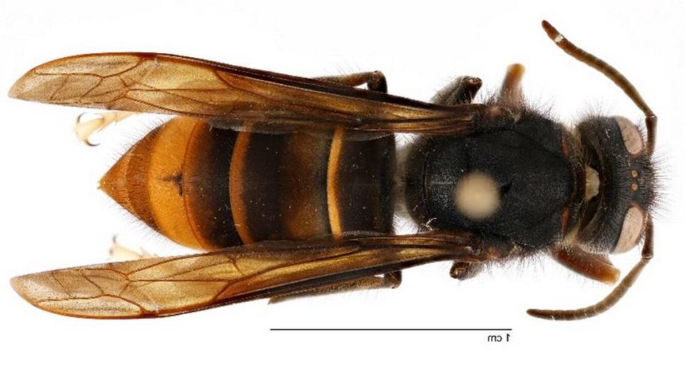 The first yellow-legged hornet (Vespa velutina) was detected in Savannah in August 2023. Ga. Department of Agriculture