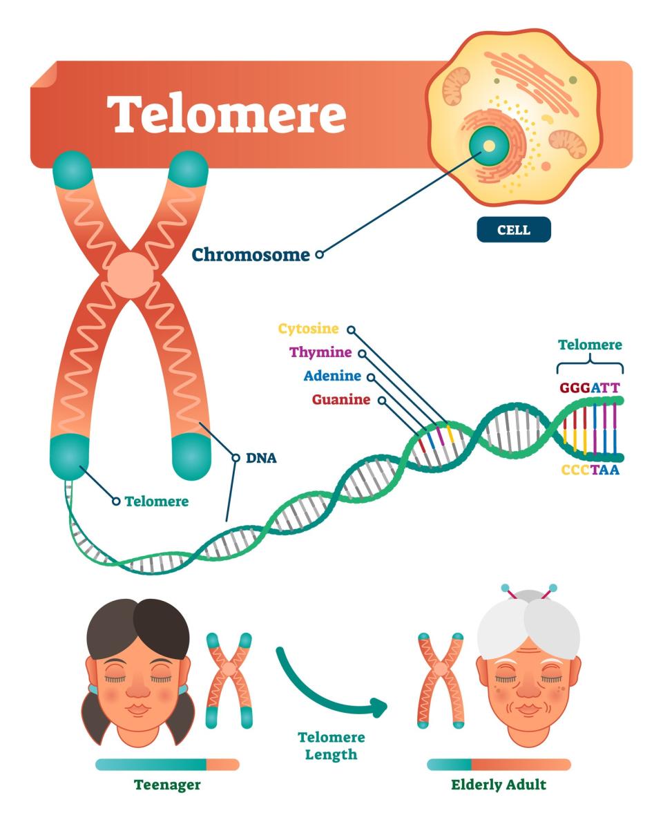 How telomeres shorten as a person get olderGetty Images/iStockphoto