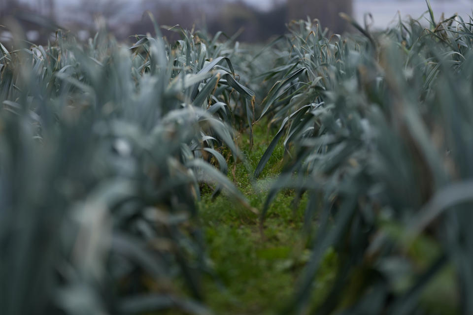 Leeks grow in a field in West Flanders, Belgium, Wednesday, Feb. 21, 2024. After hundreds of tractors disrupted an EU summit in Brussels in early February, farmers plan to return on Monday to be there when farm ministers discuss an emergency item on the agenda; simplification of agricultural rules that some fear could also amount go a weakening of standards. (AP Photo/Virginia Mayo)