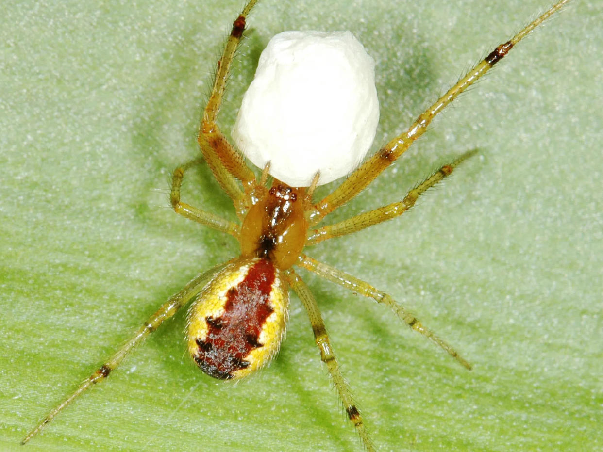 Anelosimus dude spider close-up.