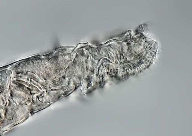 Bdelloid rotifers, tiny multicellular animals recovered from permafrost found to be 24,000 years old