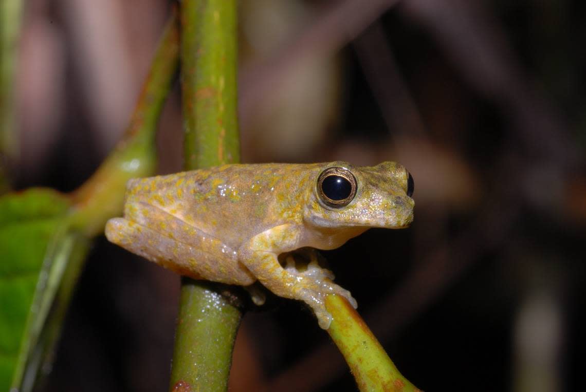 The slender spotted treefrog or Litoria gracilis. Photo from Steve Richards