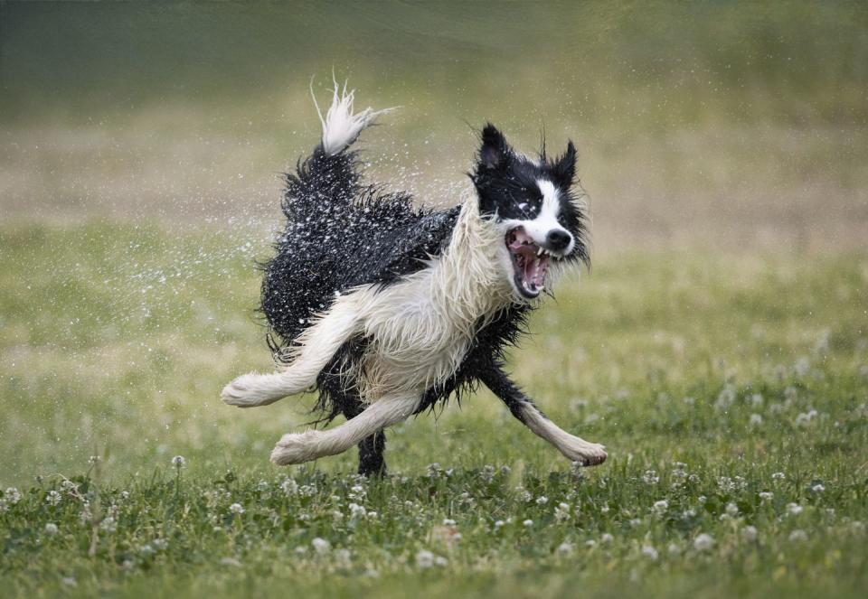 2) Happy dog by Jose Bayon